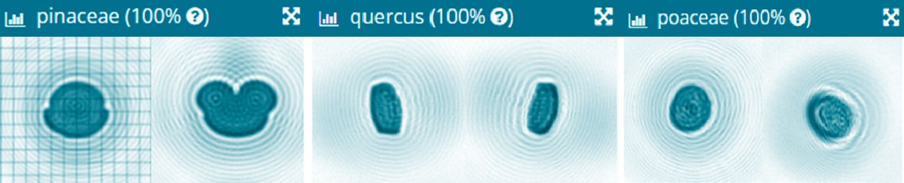 Three sets of pollen holographs, pinaceae, quercus and poaceae.