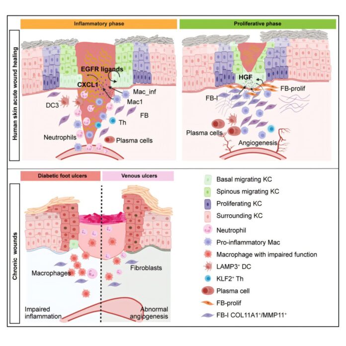 Detailed-study-reveals-how-cells-coordinate-to-heal-human-wounds.jpg