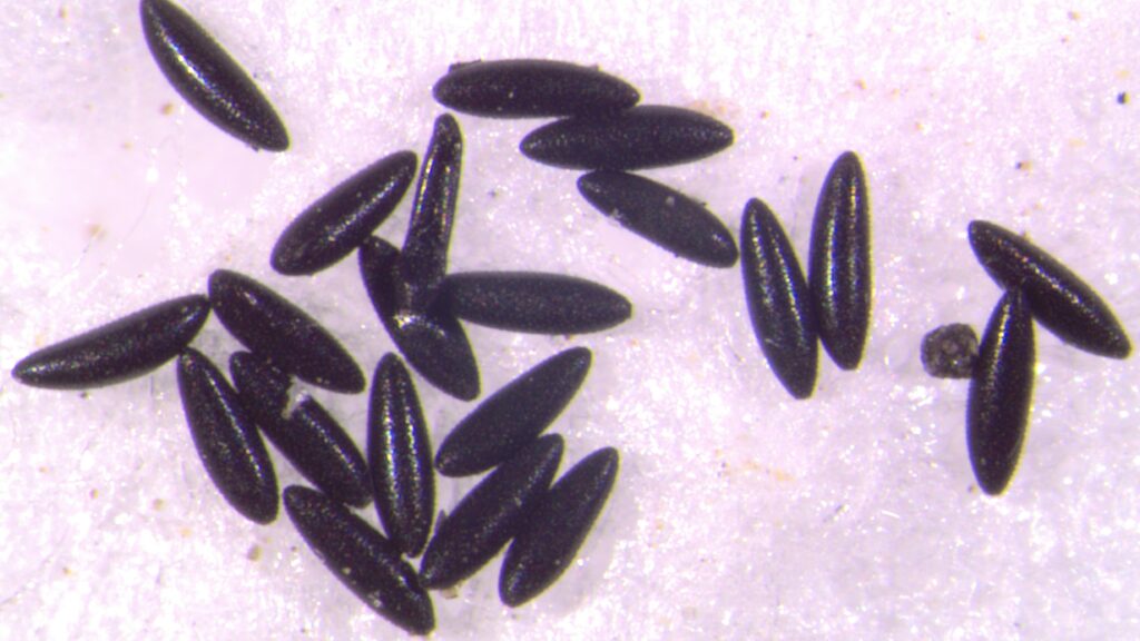 Eggs of Aedes albopictus under a microscope