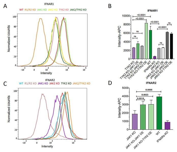 Scientists-peel-away-the-mystery-of-JAK-enzymes-which-play.jpg