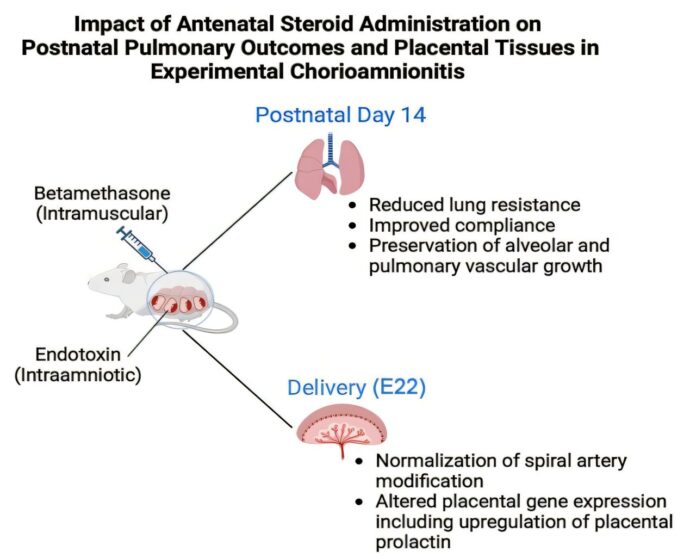 Steroid-medications-given-before-preterm-birth-improve-lung-and-placental.jpg