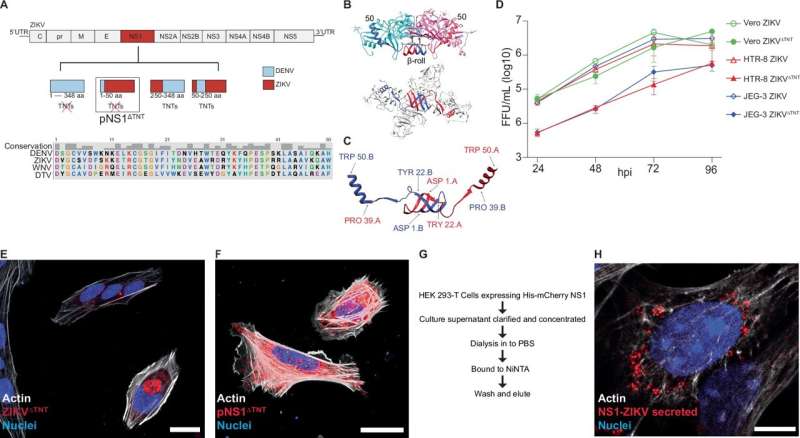 Stealth virus: Zika virus builds tunnels to covertly infect cells of the placenta