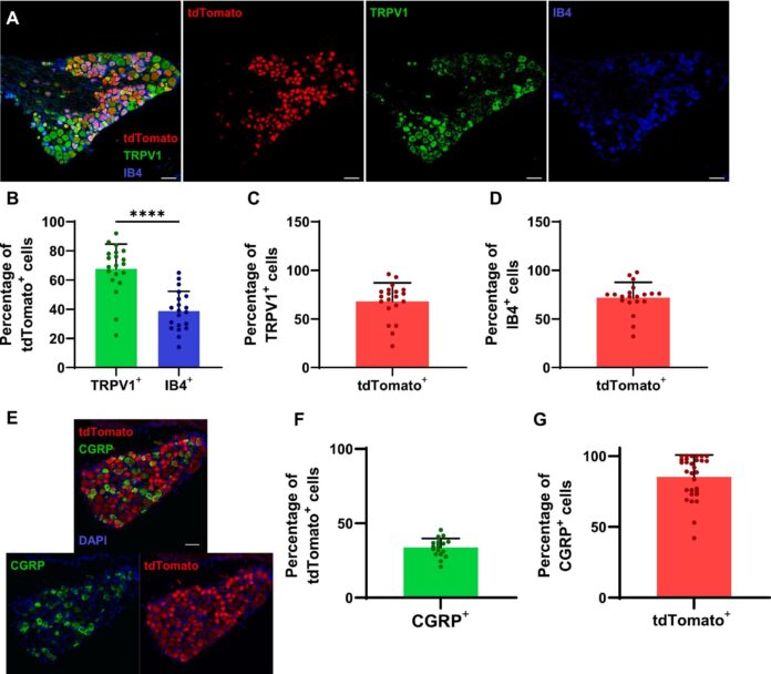 Optogenetic-mouse-model-aids-study-of-limb-spasticity-after-spinal.jpg