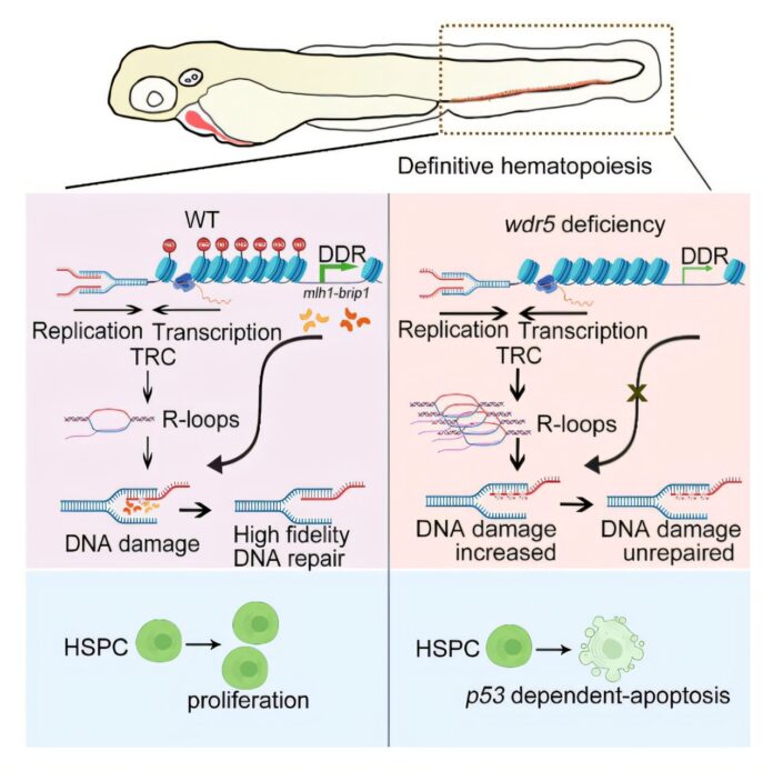 Zebrafish-research-highlights-protein-Wdr5s-role-in-preventing-blood-cell.jpg