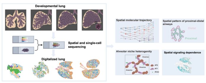 Researchers-reveal-new-molecular-and-cellular-mechanisms-underlying-pulmonary-organogenesis.jpg