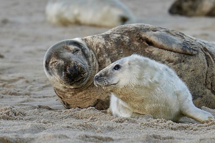Studying-how-seals-adapt-to-extreme-environments-could-lead-to.jpg