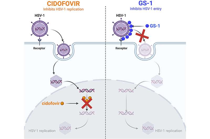 Graphical abstract. Credit: Antiviral Research (2025). DOI: 10.1016/j.antiviral.2025.106136 New formula may reduce shingles, cold sore pain