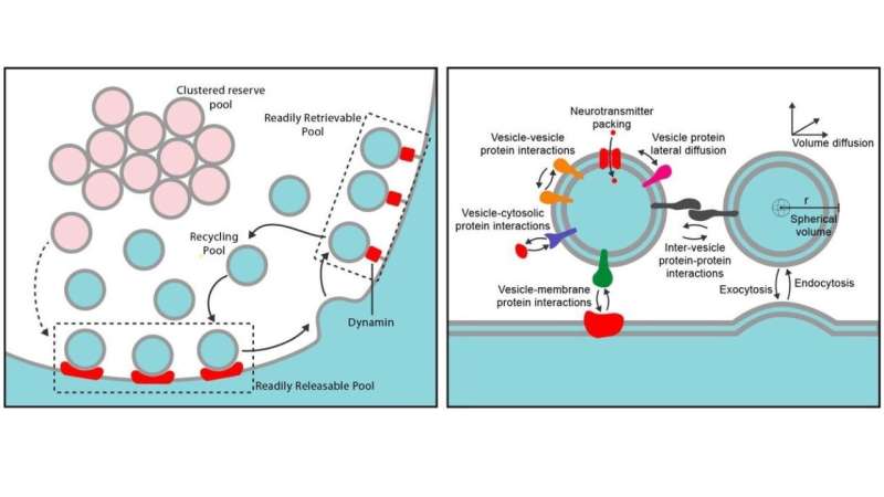 Left: The different pools involved in the vesicle cycle. Vesicles dock to form a readily releasable pool. At the membrane surface, vesicles can be rapidly endocytosed by dynamin to form in addition a readily retrievable pool. Right: The wide variety of interactions accounted for within the researcher's model. Credit: Gallimore et al., 2025 Vesicle cycle model reveals inner workings of brain synapse