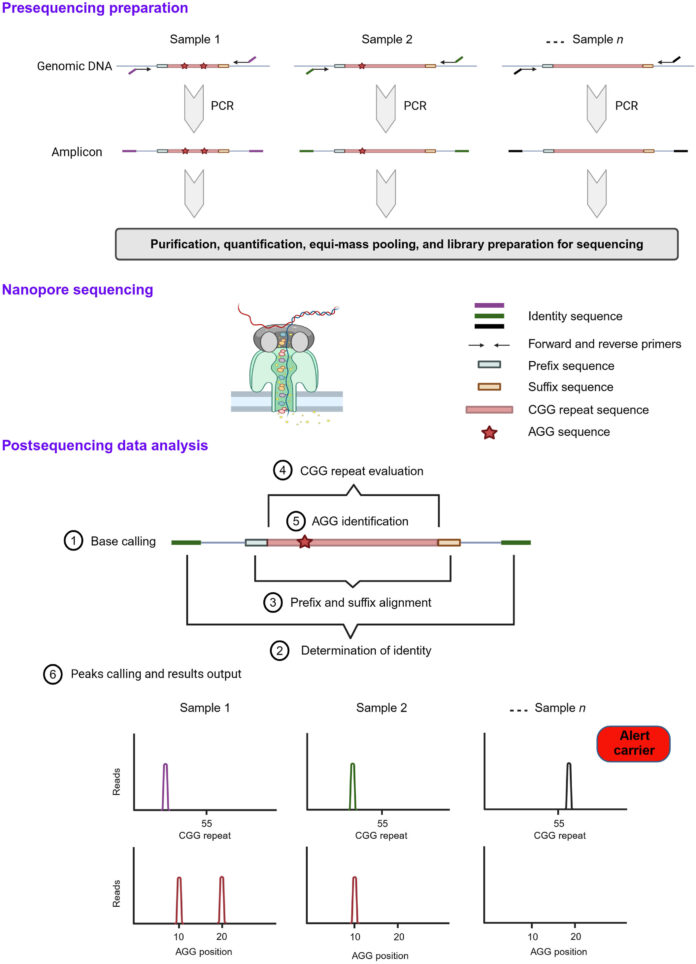Novel-assay-promises-more-efficient-screening-for-carriers-of-fragile.jpg