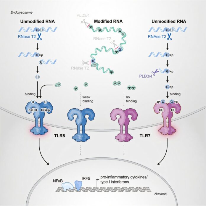 How-modified-RNA-tricks-the-innate-immune-system.jpg
