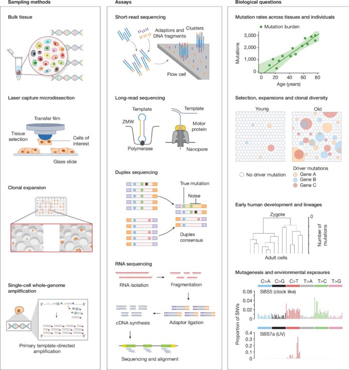 New-consortium-to-catalog-DNA-mutations-across-human-lifetime.jpg