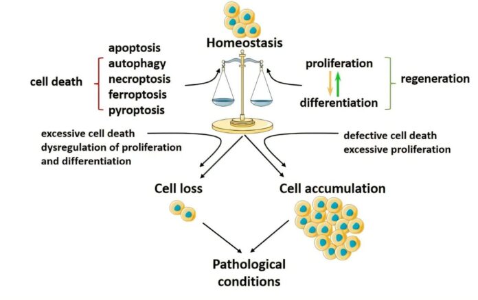 Researchers-explore-the-connection-between-programmed-cell-death-and-tissue.jpg