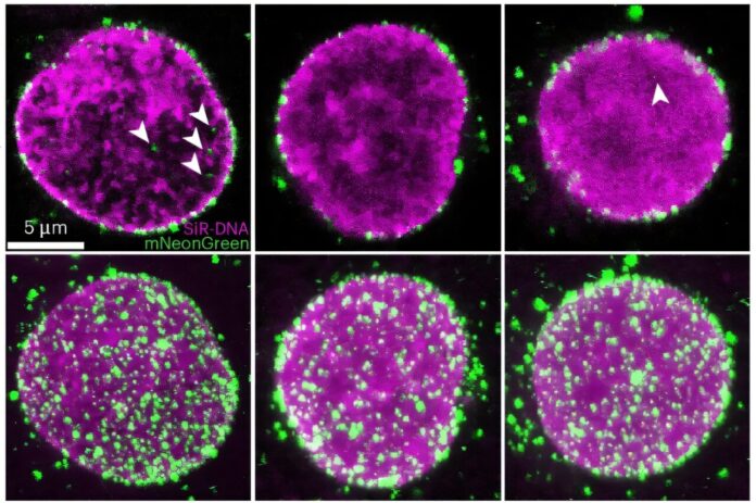 Scientists-capture-HIV-1-viral-cores-entering-the-nucleus-in-unprecedented.jpg