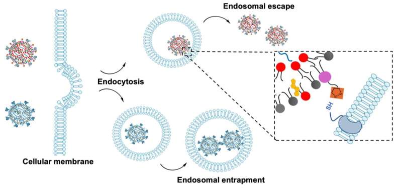 Cyclic disulfide lipids help mRNA escape from endosomes that normally trap genetic material, improving delivery of instructions to cells. Credit: Kimura et al., 2025 New cyclic disulfide lipids help stop cancer growth in mice