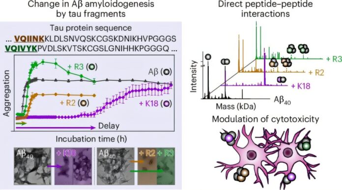 Communication-between-tau-and-amyloid-β-proteins-found-to-mitigate-Alzheimers.jpg
