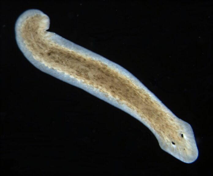 Flatworms-could-replace-rats-for-in-vivo-brain-studies.jpg
