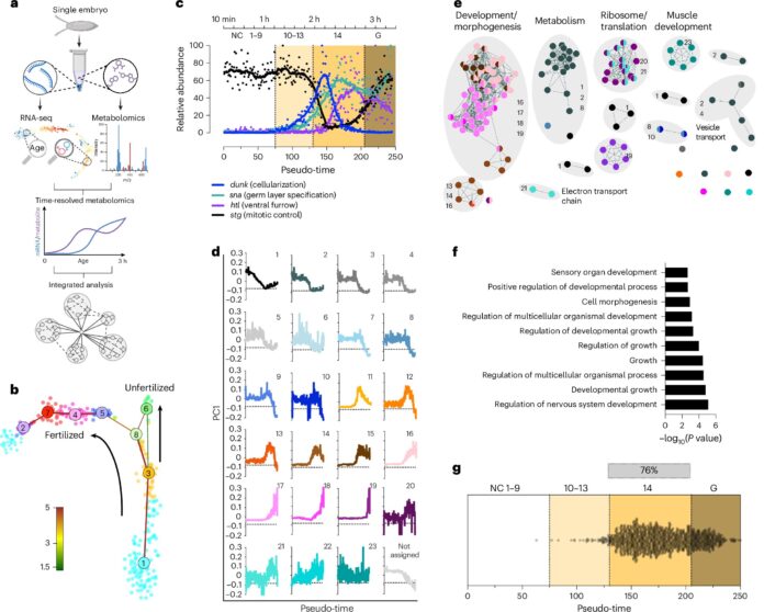 High-resolution-look-at-metabolic-handoff-from-fruit-fly-mothers-to.jpg