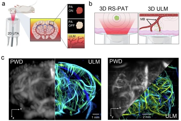 Light-sensitive-molecule-boosts-deep-tissue-imaging-and-cell-control-in.jpg