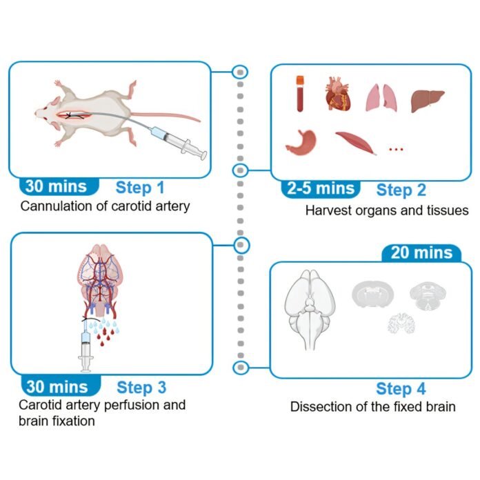Novel-tissue-preservation-method-enables-brain–body-studies-in-animal-research.jpg