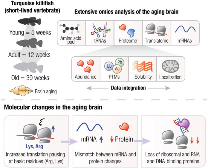 Study-involving-turquoise-killifish-pinpoints-key-mechanism-of-brain-aging.jpg