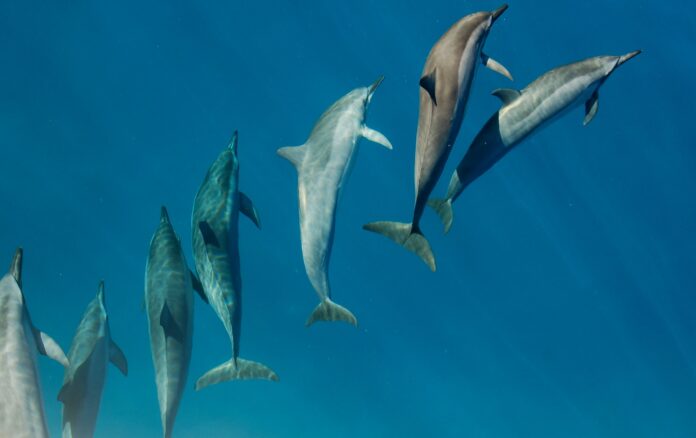Why-dolphins-arteries-dont-age—and-what-that-means-for-humans.jpg