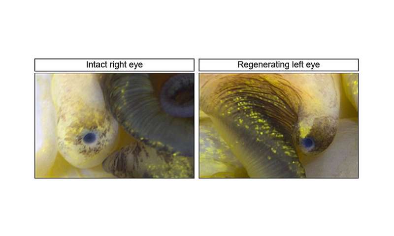 Seeing with fresh eyes: Snails as a system for studying sight restoration