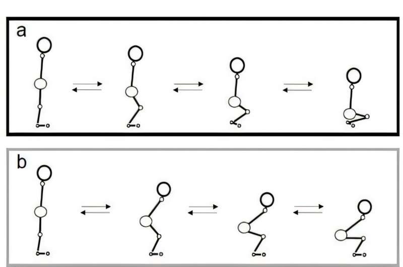 Rei-ho training by sitting down and standing up (a, c). Unlike a regular squat (b, d), it involves slowly lowering without leaning forward. Credit: The Tohoku Journal of Experimental Medicine (2025). DOI: 10.1620/tjem.2025.J099 Traditional Japanese samurai daily behavior improves leg strength