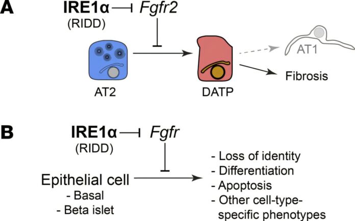 Blocking-a-key-protein-halts-lung-scarring-in-mouse-model.jpg