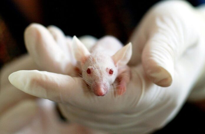 Why-older-mice-have-smaller-offspring—and-how-sex-may-play.jpg