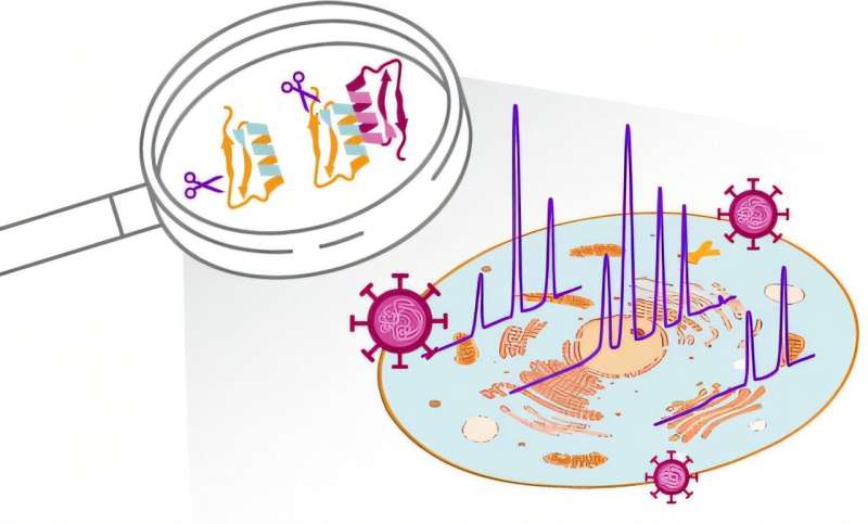 Credit: Journal of Proteome Research (2025). DOI: 10.1021/acs.jproteome.5c00400 Scientists identify two key targets of common cold virus